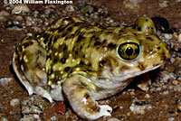 Couch's Spadefoot