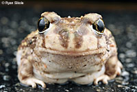 Couch's Spadefoot