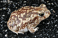 Couch's Spadefoot