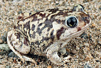 Couch's Spadefoot