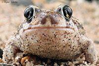 Couch's Spadefoot