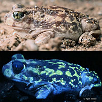 Couch's Spadefoot