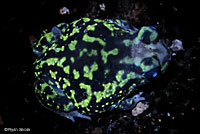 Couch's Spadefoot