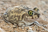 Couch's Spadefoot