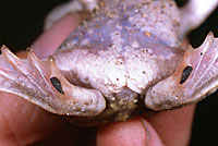 Scaphiopus couchii Couch's Spadefoot Spades