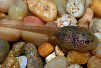 Scaphiopus couchii Couch's Spadefoot Tadpole