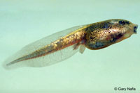 Scaphiopus couchii Couch's Spadefoot Tadpole