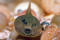 Scaphiopus couchii Couch's Spadefoot Tadpole