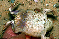 Scaphiopus couchii Couch's Spadefoot