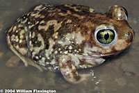 Couch's Spadefoot