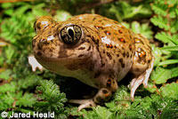 Western Spadefoot