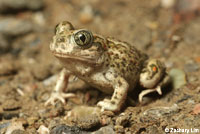 Western Spadefoot