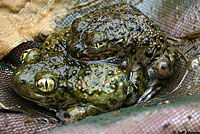 Western Spadefoot Tadpoles