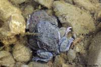 Western Spadefoot