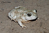 Western Spadefoot