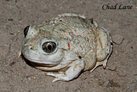 Western Spadefoot