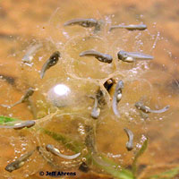 Western Spadefoot Tadpoles