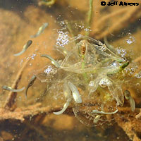 Western Spadefoot Tadpoles