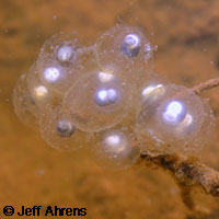 Western Spadefoot Tadpoles