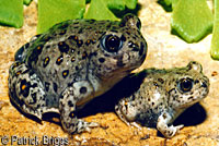 Western Spadefoot