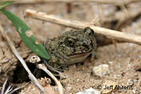 Western Spadefoot Tadpoles