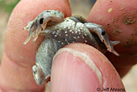 Western Spadefoot Tadpoles