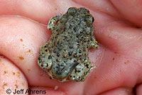 Western Spadefoot Tadpoles