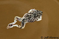 Western Spadefoot Tadpoles