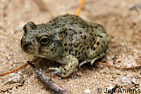 Western Spadefoot Tadpoles