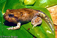 Western Spadefoot Tadpoles