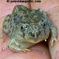 Western Spadefoot Tadpoles