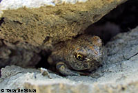 Western Spadefoot Tadpoles