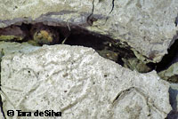 Western Spadefoot Tadpoles