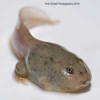 Western Spadefoot Tadpoles