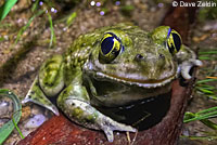 Western Spadefoot