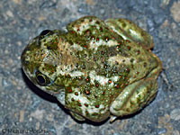 Western Spadefoot