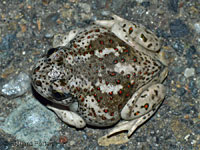 Western Spadefoot