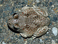 Western Spadefoot