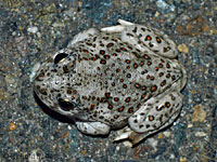 Western Spadefoot