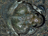 Western Spadefoot