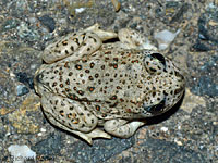 Western Spadefoot