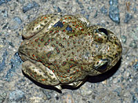 Western Spadefoot