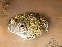 Western Spadefoot