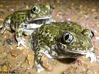 Western Spadefoot