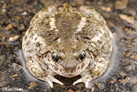 Western Spadefoot