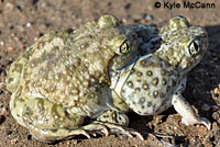 Western Spadefoot