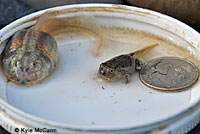 Western Spadefoot