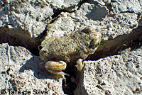 Western Spadefoot