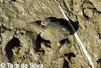 Western Spadefoot