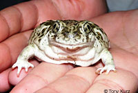 Western Spadefoot